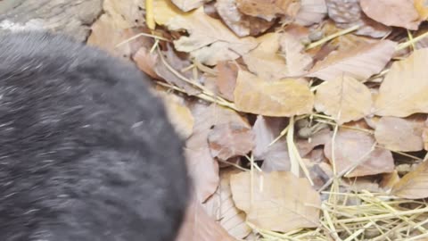 Sunrise bunnies hopping in morning light 🌅🐇