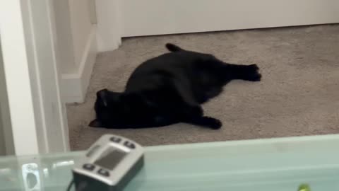 Cute Precious Piper Plays in the Hall - My Adopted Shelter Cat Vlog