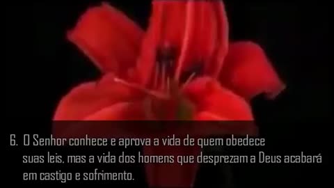 Momento de Reflexão Salmos 1