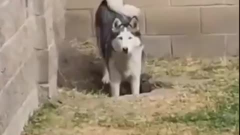 two dogs digging a hole got busted by the owner.. 🐶