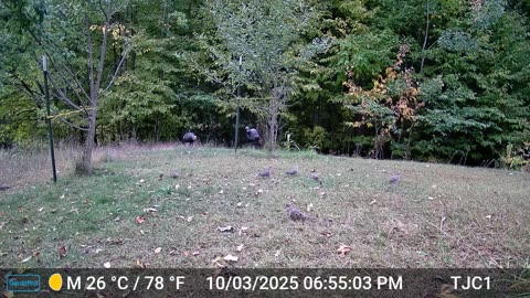 Turkey Talk