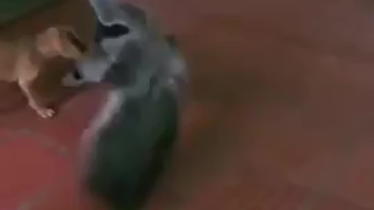 😍🐾 ADE: Anteater Plays With Puppies In The Funniest Video Ever! | FeedMyCuriosity
