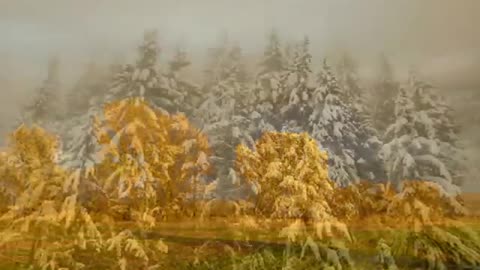 Golden Brown - The Stranglers