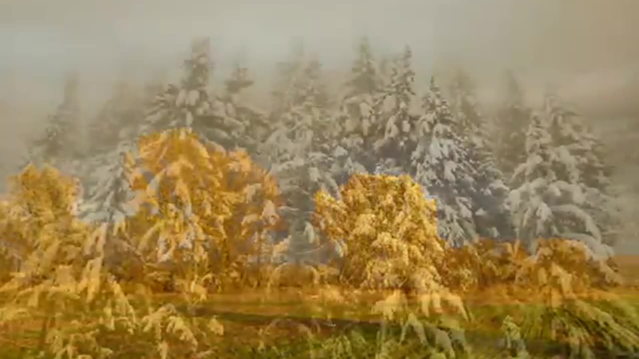 Golden Brown - The Stranglers