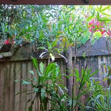 29.12.2024 Sounds of Kuranda