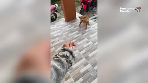 Smarty Funny Animal Video Clips 😹🐶 You Will Die Laughing Because Of These Dogs And Cats