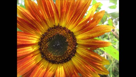 Stand Tall Giant Sunflower Aug 2023