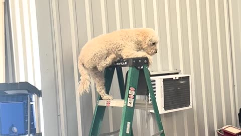 Dog Climbs Ladder At Cabinetry Shop