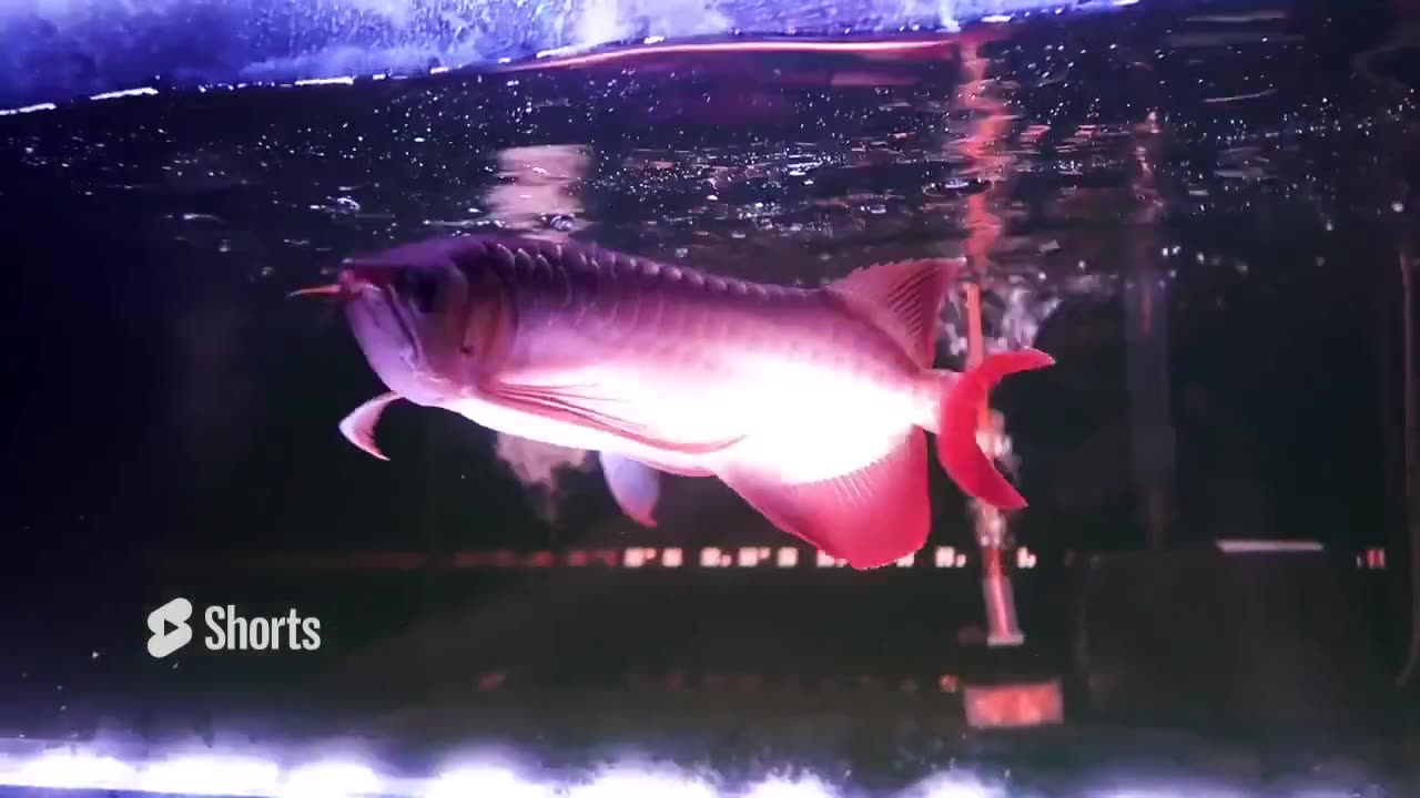 【龍爵士】世界第一光譜 第三代 紅龍 金龍 觀賞魚 通用燈