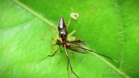 🧠✨ Spider Eats Blood-Filled Mosquito in Stunning Detail! | FeedMyCuriosity
