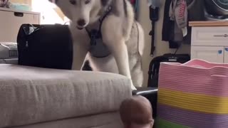 😂🎭 Drama Queen Cat Steals the Spotlight! | FunFM