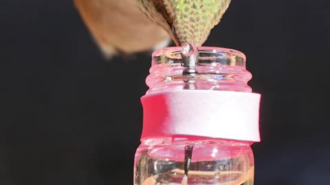 Rare Slow Motion Video of a Hummingbird Tongue
