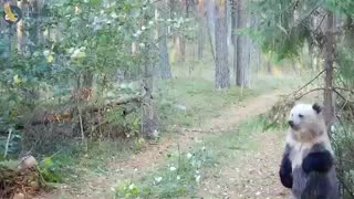 Russian bears injoying a back scratch