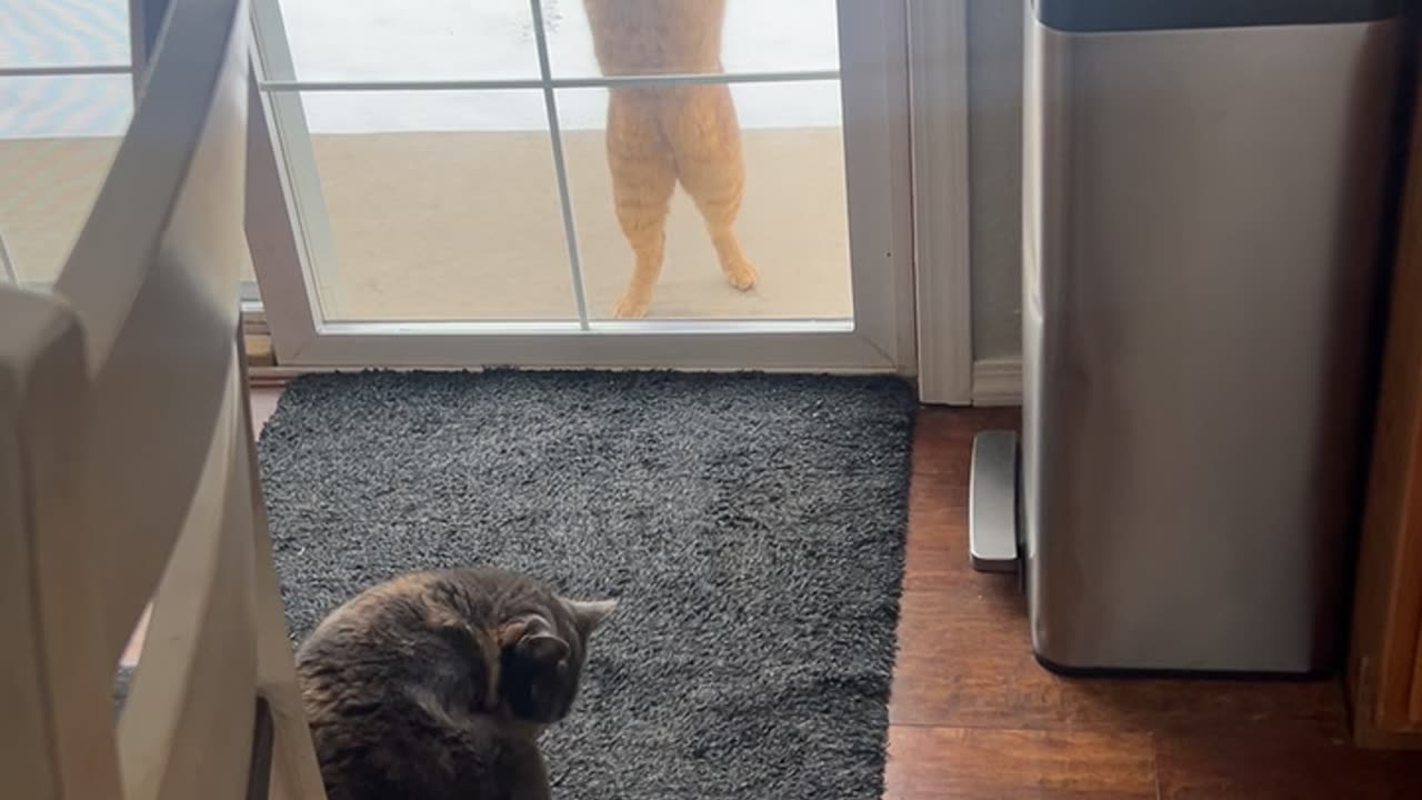 Let Me In! Let Me In!