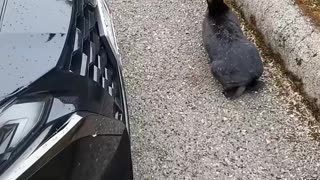 What is that rabbit thinking?