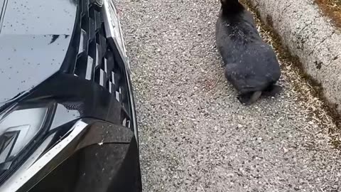 What is that rabbit thinking?