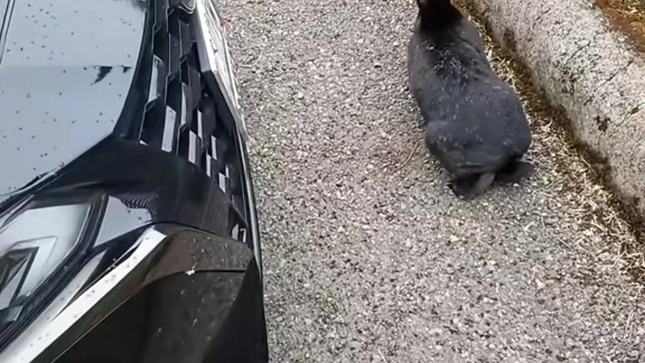 What is that rabbit thinking?