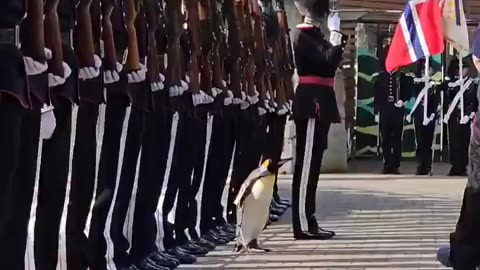 Royal guest checking the troops.. 😅