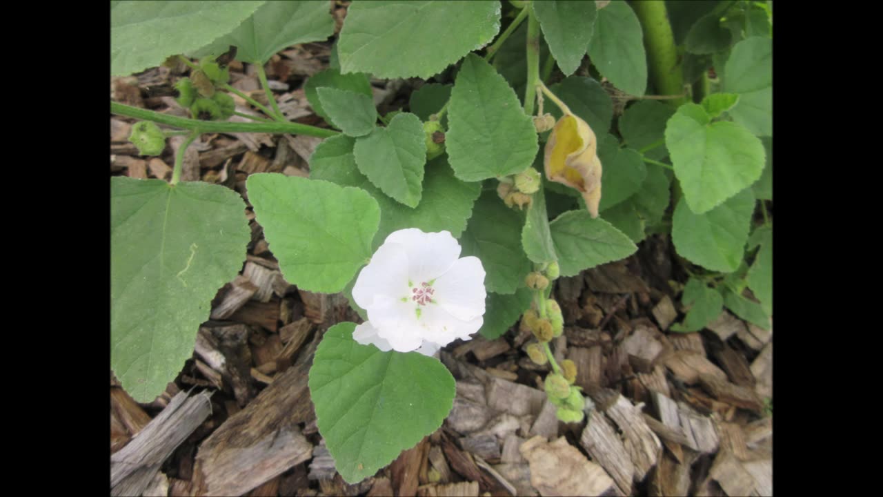 Heart Chakra Joy Marshmallow May 2023