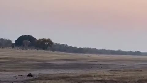 🤯😂 Mind Blown! Elephant Gets Rejected by a Feisty Honey Badger! | FeedMyCuriosity