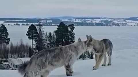 Maine Coon Meets Wolf For The First Time