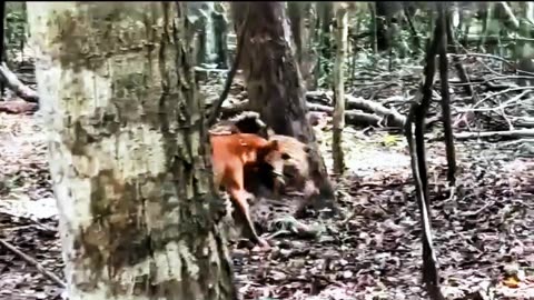 DOG FIGHTS FOR ITS LIFE AGAINST A JAGUAR😱😱😱😱