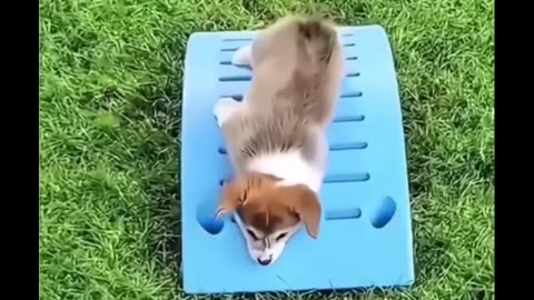 puppies fall asleep on the move
