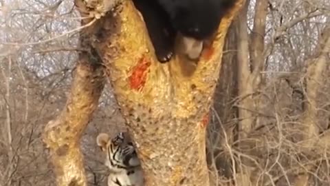 Bengal Tiger Try To Attack On Bear