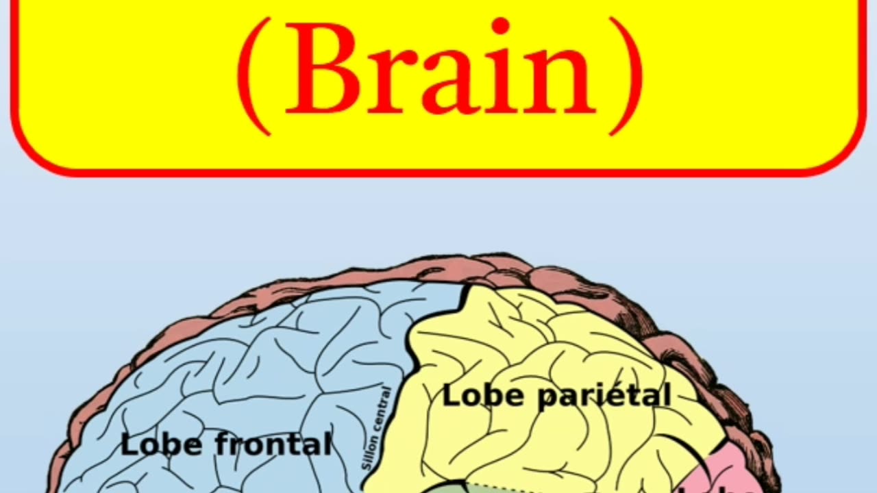 Parts of the human body l ajay grammar techniques