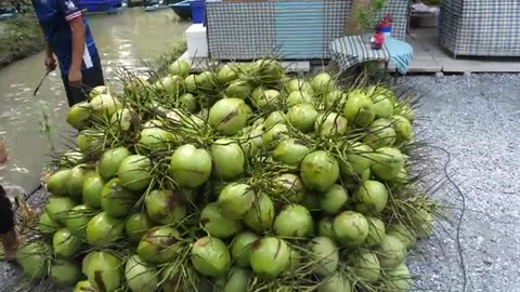 Coconut harvesting process in coconut farm