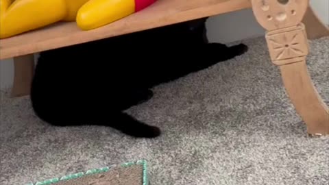 Cute Precious Piper Hides Under the Figurine Stand - My Adopted Shelter Cat Vlog #shorts