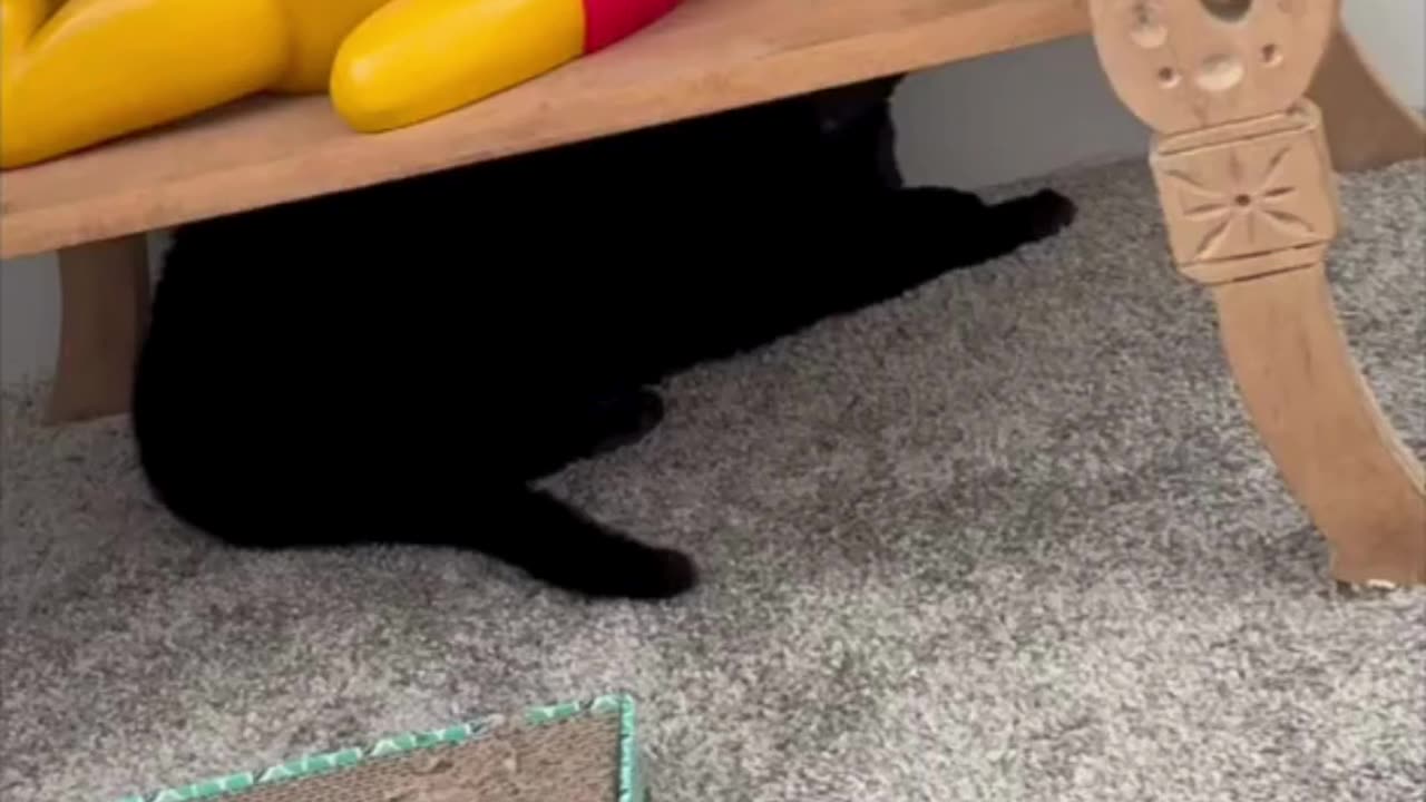 Cute Precious Piper Hides Under the Figurine Stand - My Adopted Shelter Cat Vlog #shorts