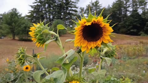 Sunflowers
