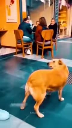 Funniest Cats and Dogs Video Shorts Funny Animals 2025