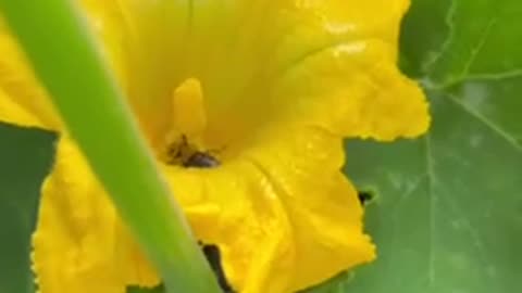 #shorts #bumblebee searching for #food in yellow #flower nectar 🌼 #nature #plant #garden #gardening