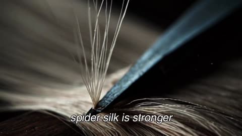 Spider Silk