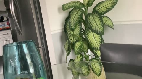 😱👻 Family Heirloom Plant Moves on Its Own? | TheHauntingHour