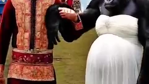 Man and ape get married 🤣😂😂