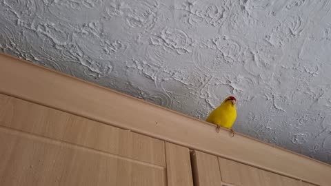 Prothall & Chocobo & Unrequited Love