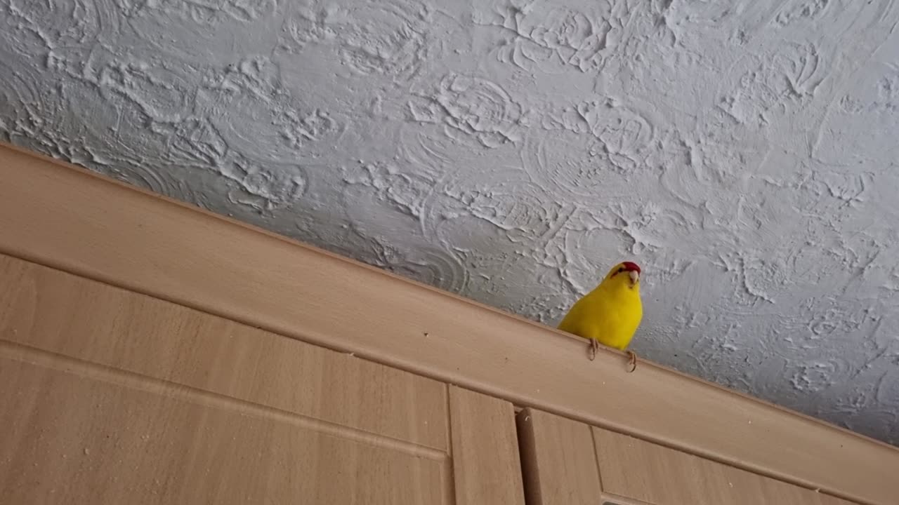 Prothall & Chocobo & Unrequited Love