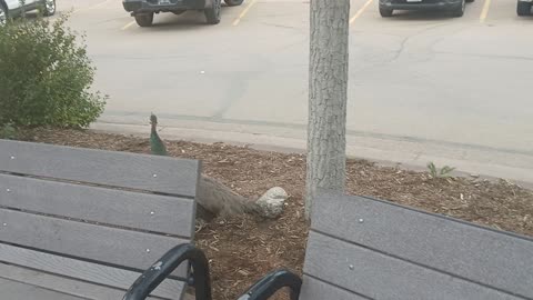 Cheyenne Mountain Zoo Part 40