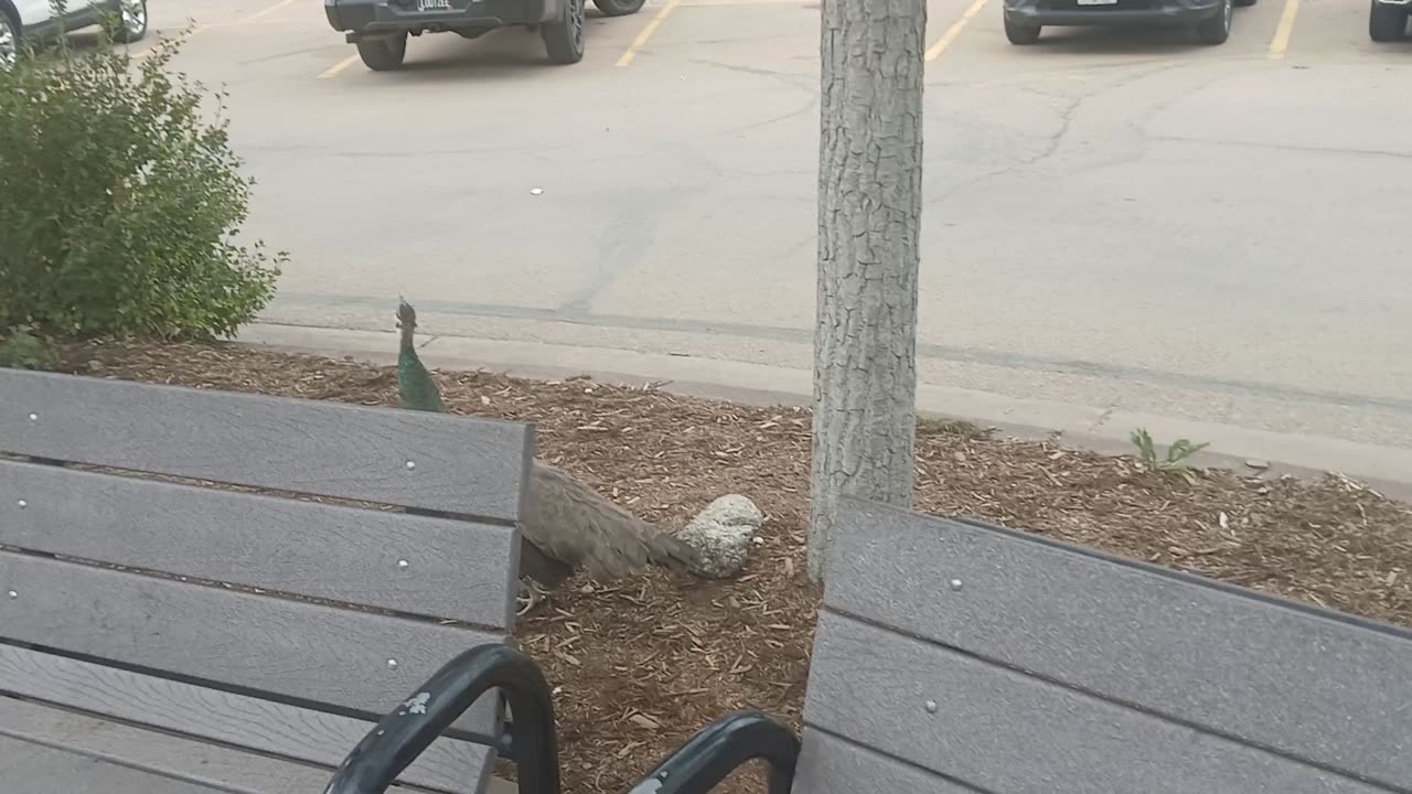 Cheyenne Mountain Zoo Part 40