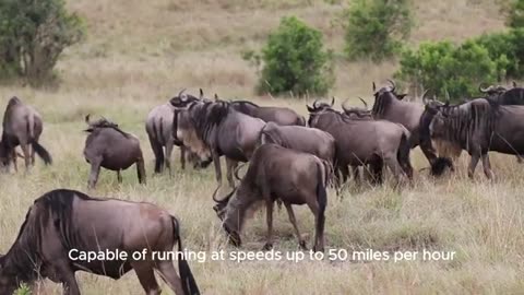 Speed Demons: The 10 Fastest Animals on the Planet! 🌍🚀