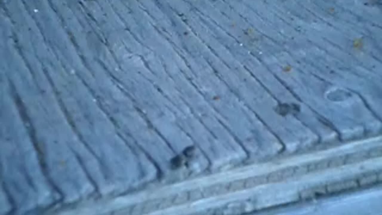 Carpenter bee walking about