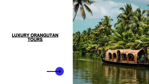 Look into Borneo's Animals with Remarkable Orangutan Tours