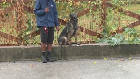 Protection Dog showing off life skills