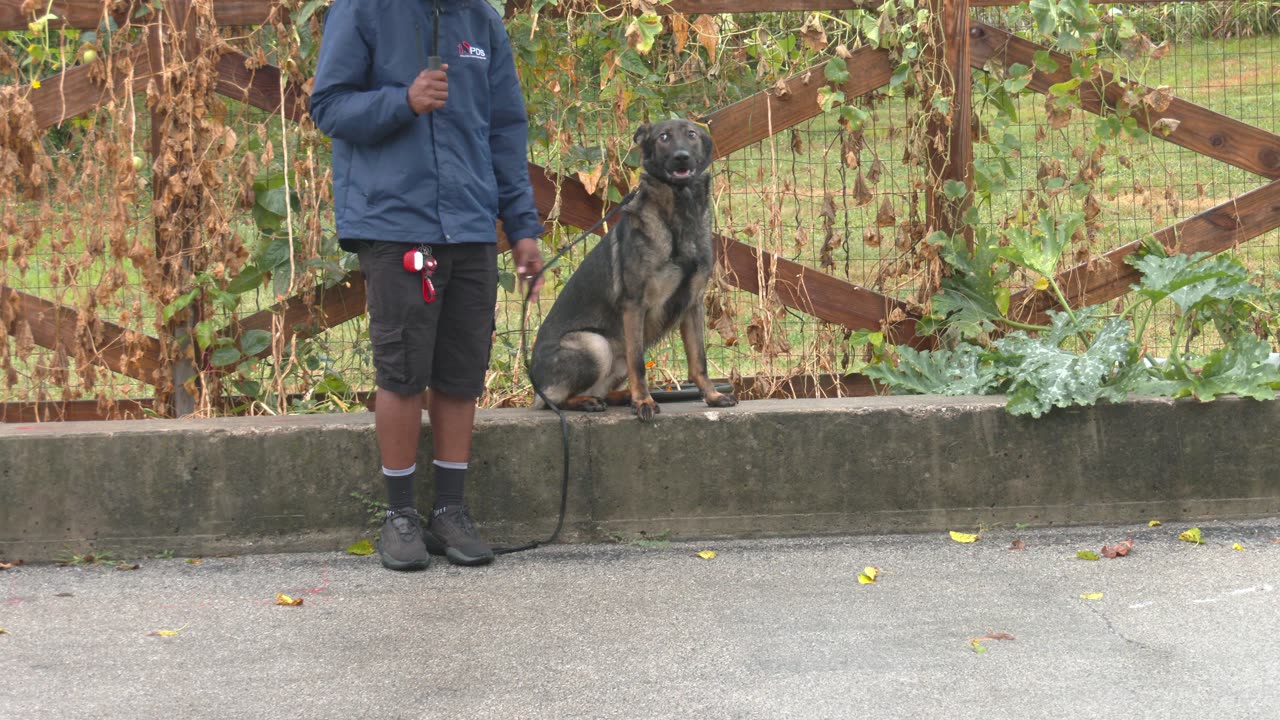 Protection Dog showing off life skills