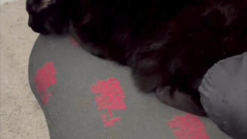 Cute Precious Piper is Very Dedicated - My Adopted Shelter Cat Vlog #shorts