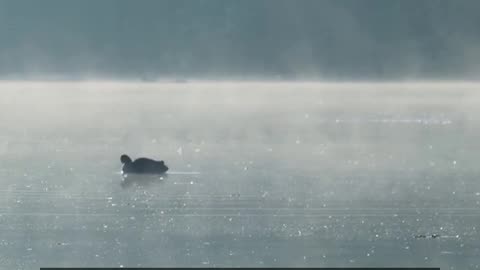 Daily Horoscope | Cancer 🌟