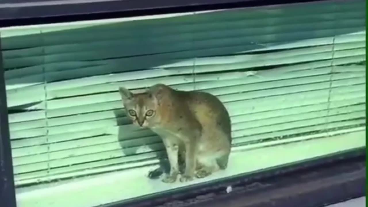 🤣 Funny Animals 2025 🤣 Funny Cats & Dogs Video 🐱🐶 | Try Not to Laugh Challenge